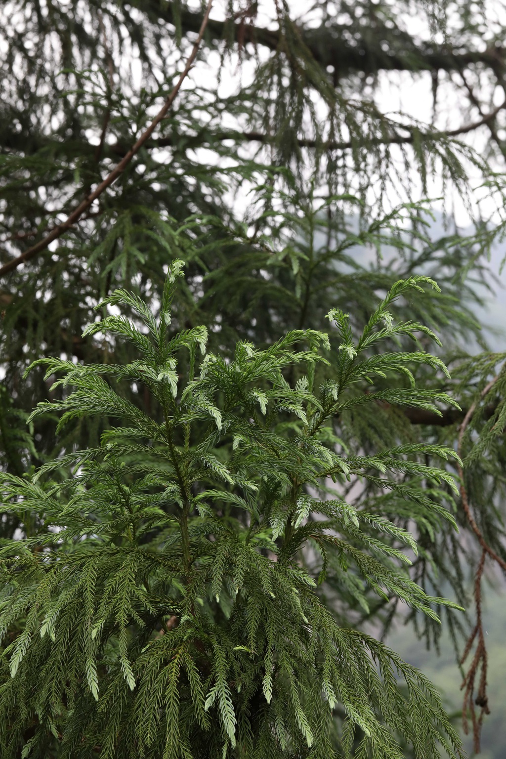 中国特有乔木树种长叶孔雀松（柳杉）高清图片