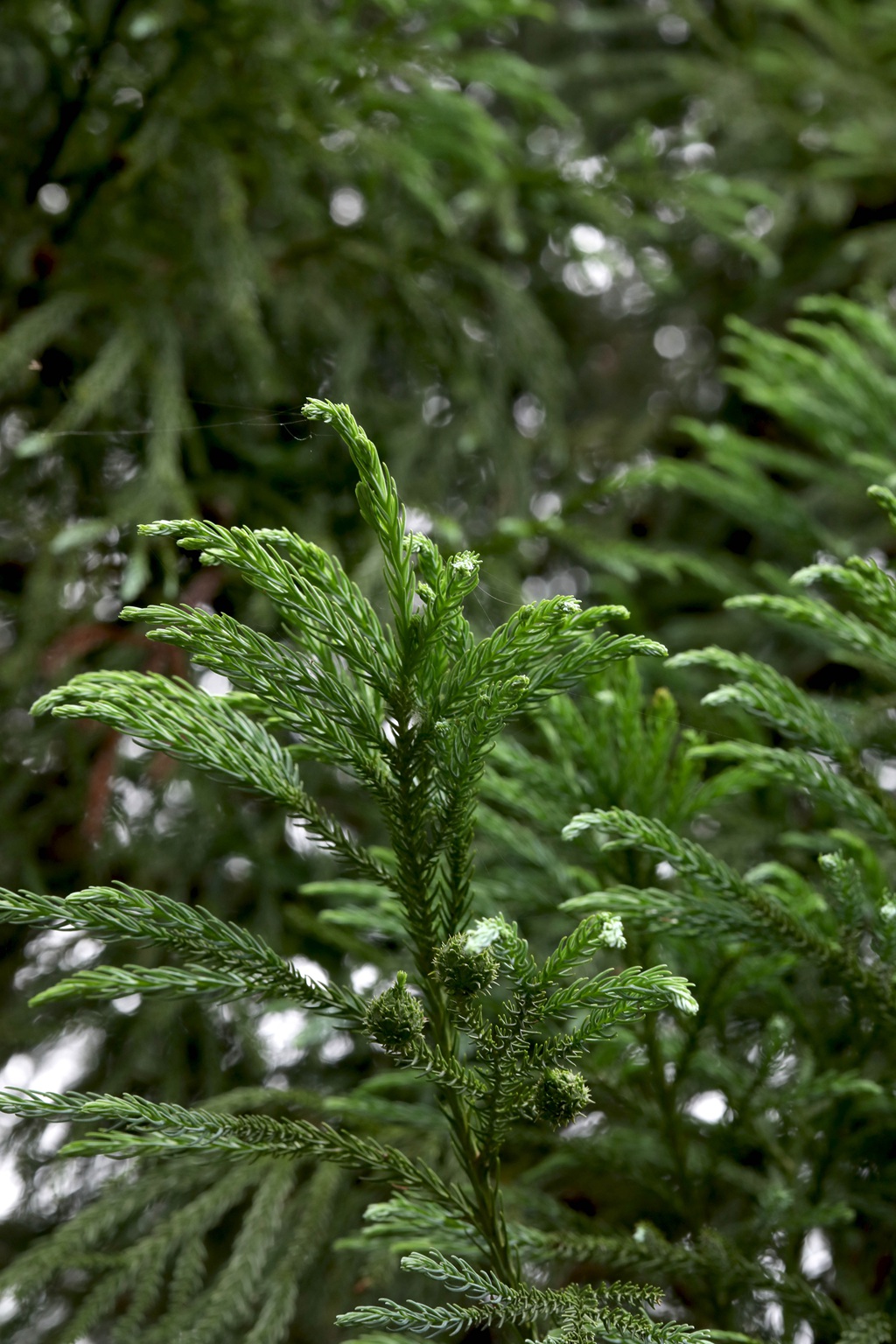中国特有乔木树种长叶孔雀松（柳杉）高清图片