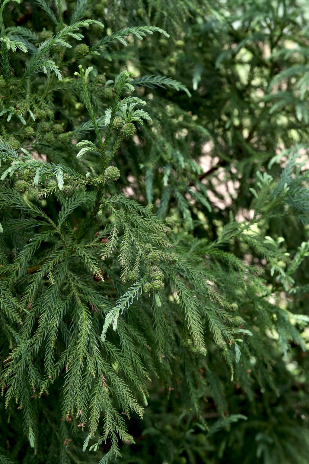 中国特有乔木树种长叶孔雀松（柳杉）高清图片