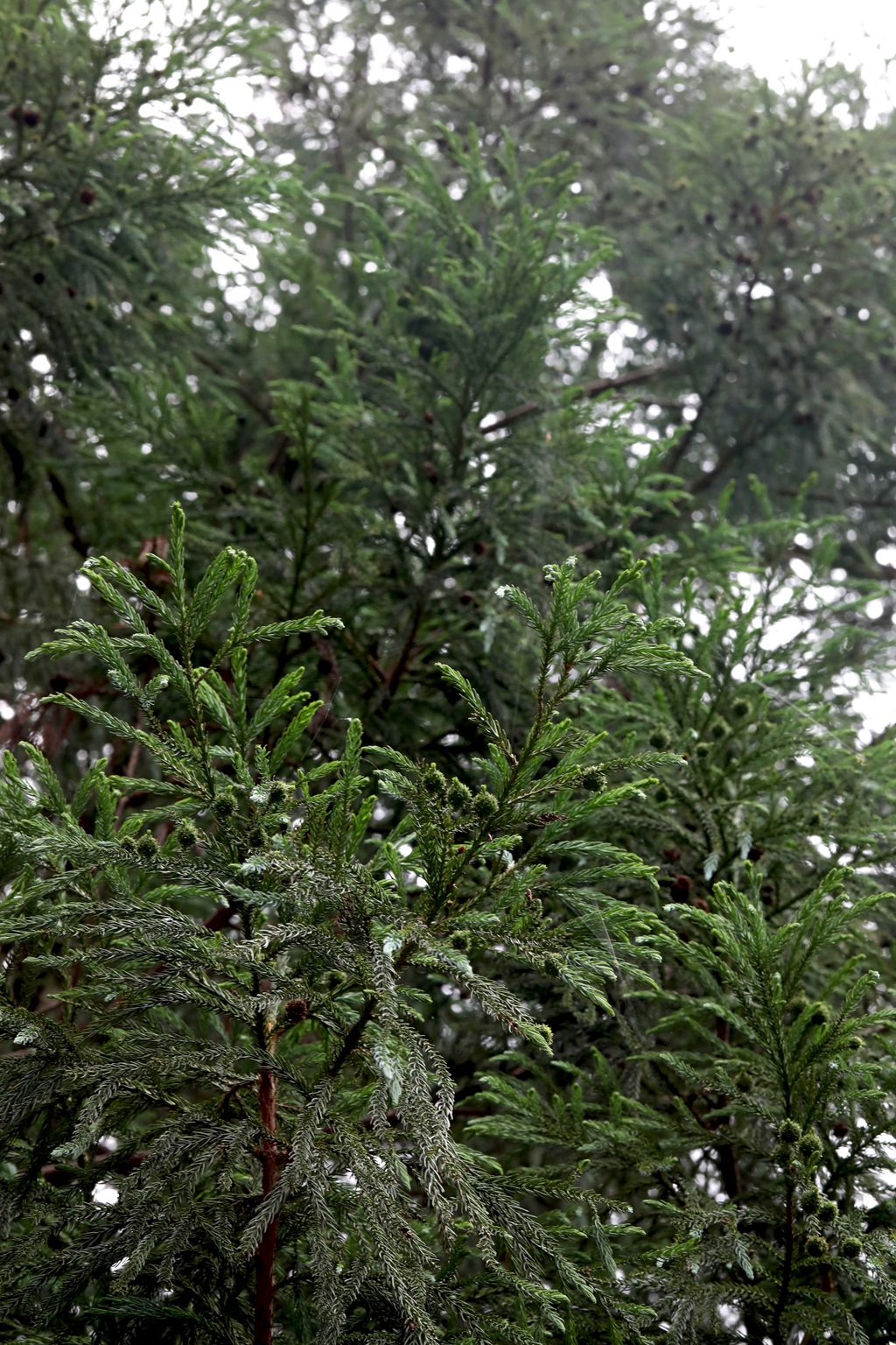 中国特有乔木树种长叶孔雀松（柳杉）高清图片