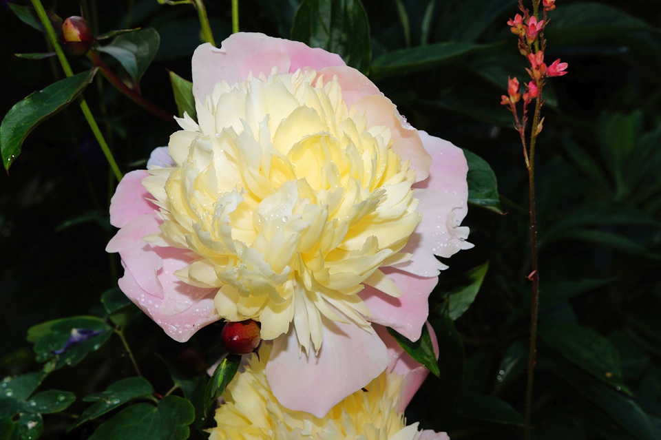 有“离草”之称，代表依依不舍，难舍难分的美丽动人芍药花图片