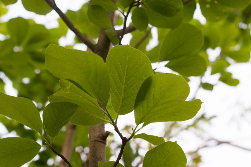 番石榴（芭乐）树木，叶子清新图片
