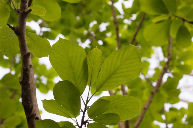 番石榴（芭乐）树木，叶子清新图片