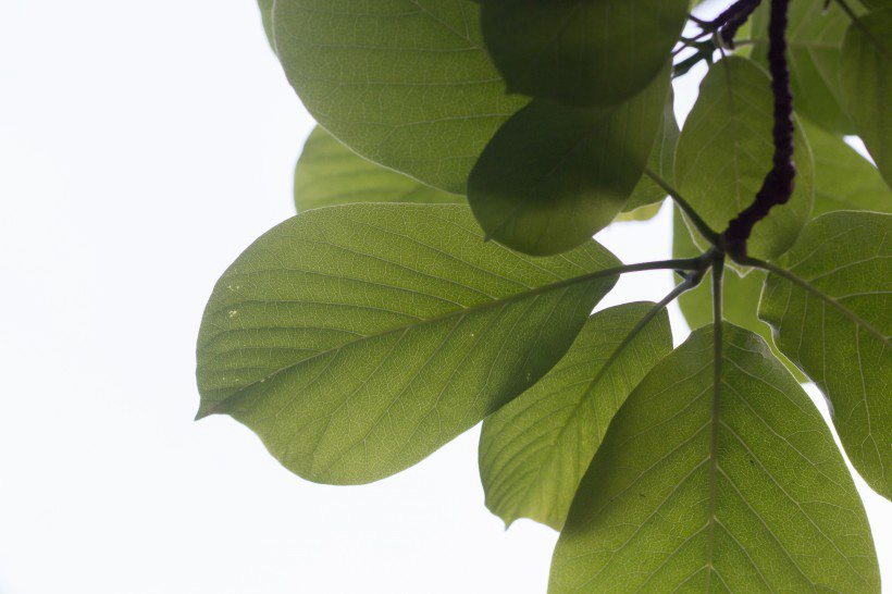 番石榴（芭乐）树木，叶子清新图片