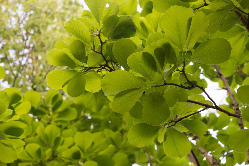 番石榴（芭乐）树木，叶子清新图片