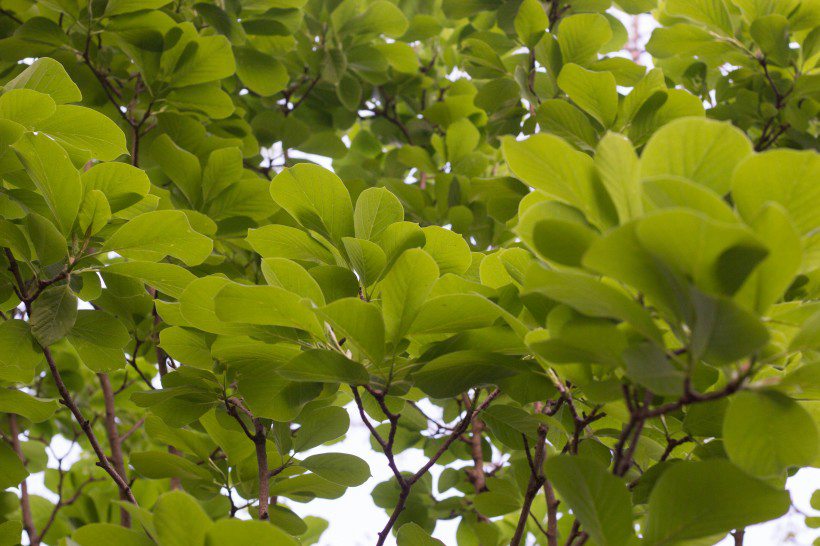 番石榴（芭乐）树木，叶子清新图片