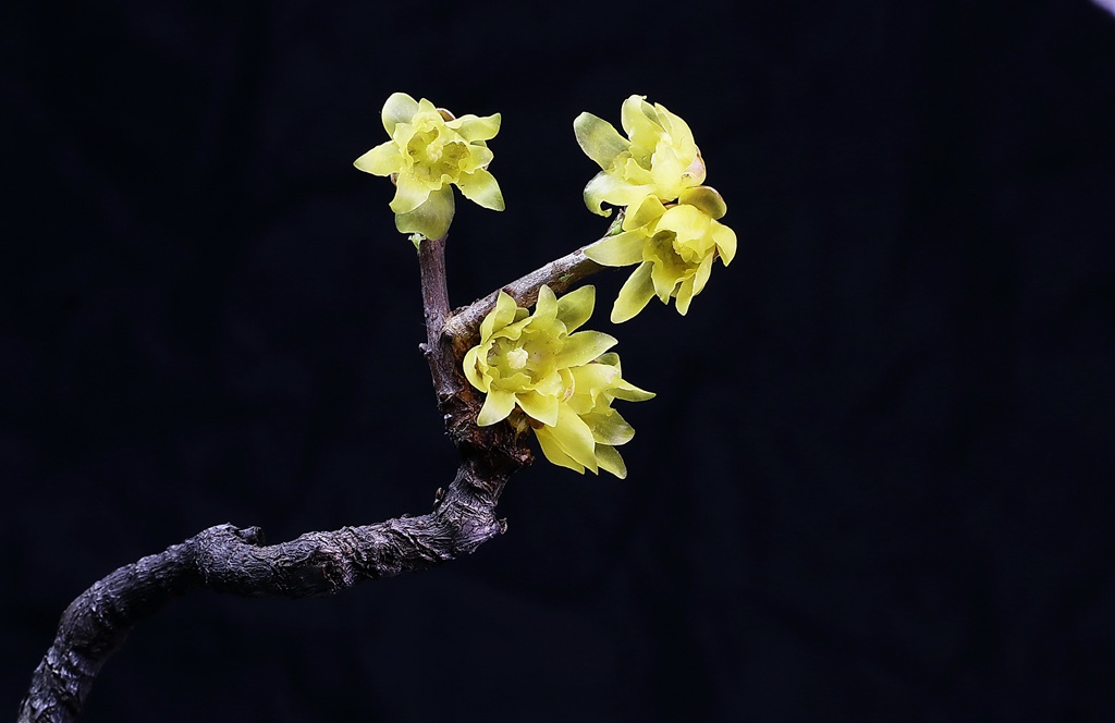 腊梅花，黑色背景前的黄色腊梅花摄影图片