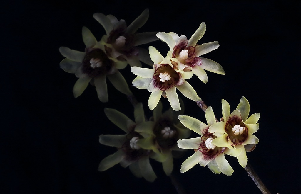 腊梅花，黑色背景前的黄色腊梅花摄影图片