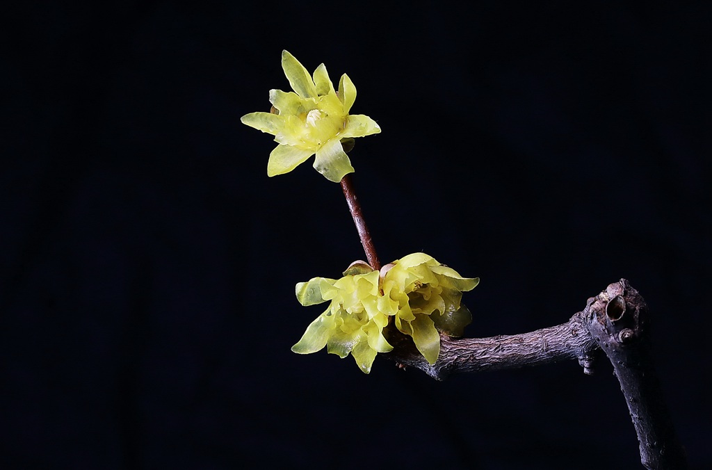 腊梅花，黑色背景前的黄色腊梅花摄影图片