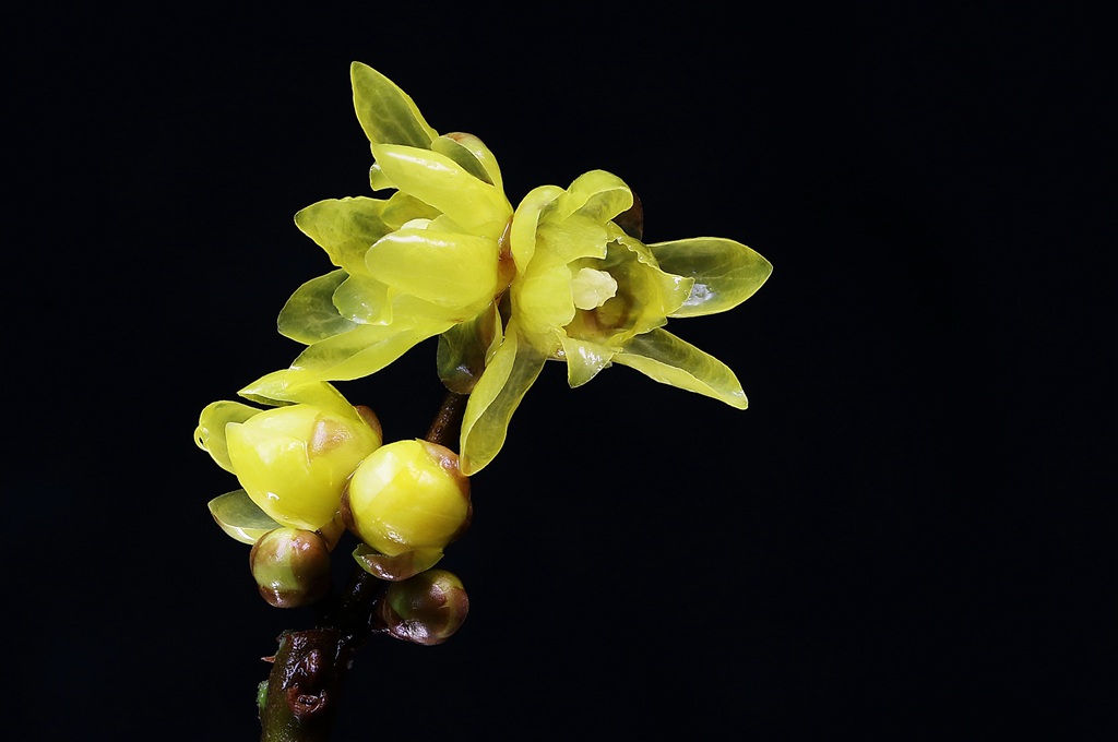 腊梅花，黑色背景前的黄色腊梅花摄影图片