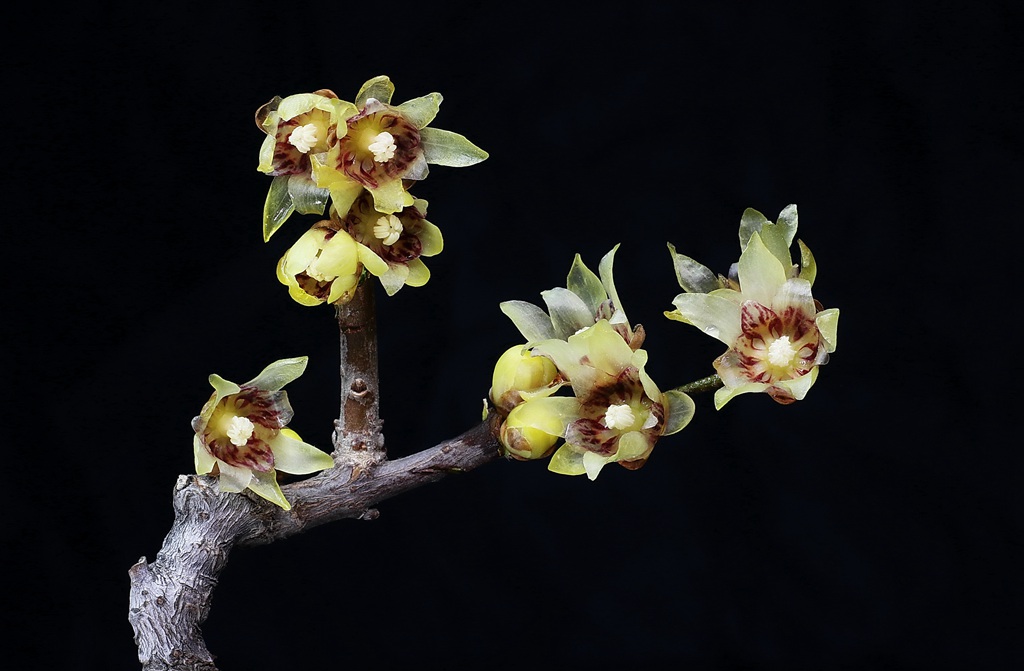 腊梅花，黑色背景前的黄色腊梅花摄影图片