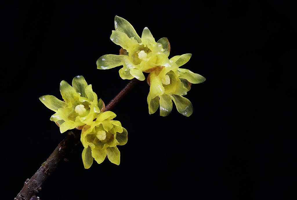 腊梅花，黑色背景前的黄色腊梅花摄影图片