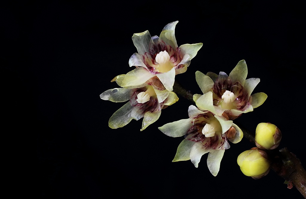 腊梅花，黑色背景前的黄色腊梅花摄影图片