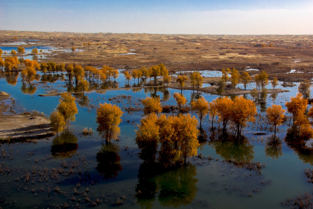 胡杨林图片，入秋后的内蒙古额济纳旗胡杨林风景图片