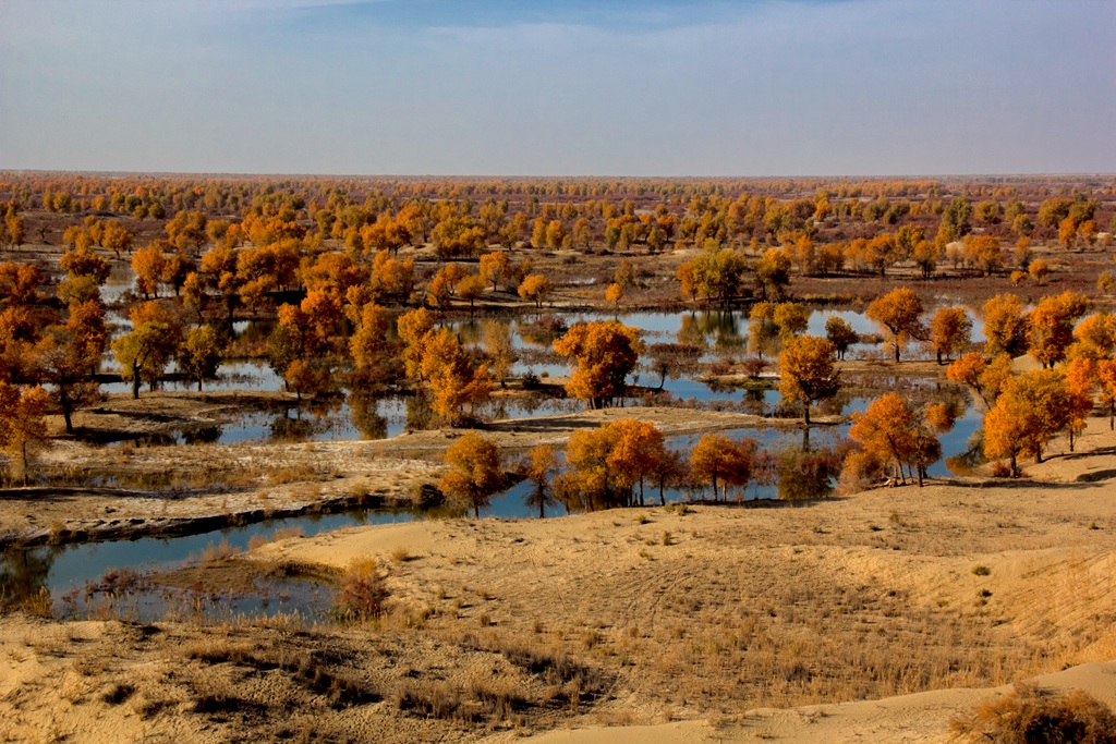 胡杨林图片，入秋后的内蒙古额济纳旗胡杨林风景图片