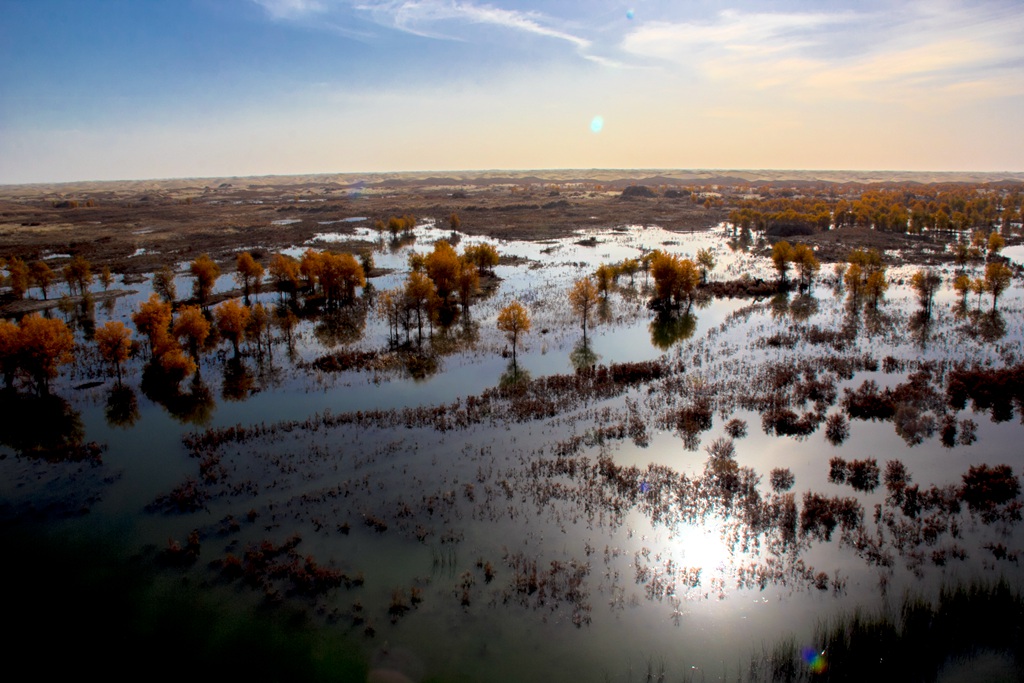 胡杨林图片，入秋后的内蒙古额济纳旗胡杨林风景图片