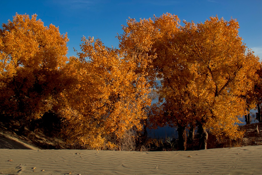 胡杨林图片，入秋后的内蒙古额济纳旗胡杨林风景图片