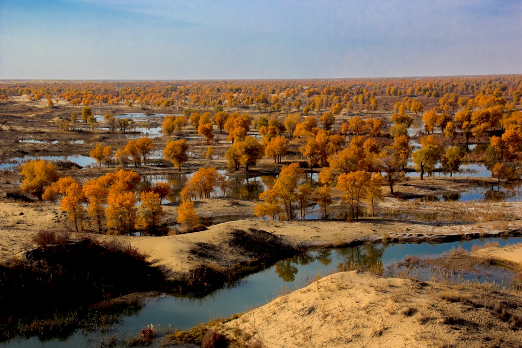胡杨林图片，入秋后的内蒙古额济纳旗胡杨林风景图片