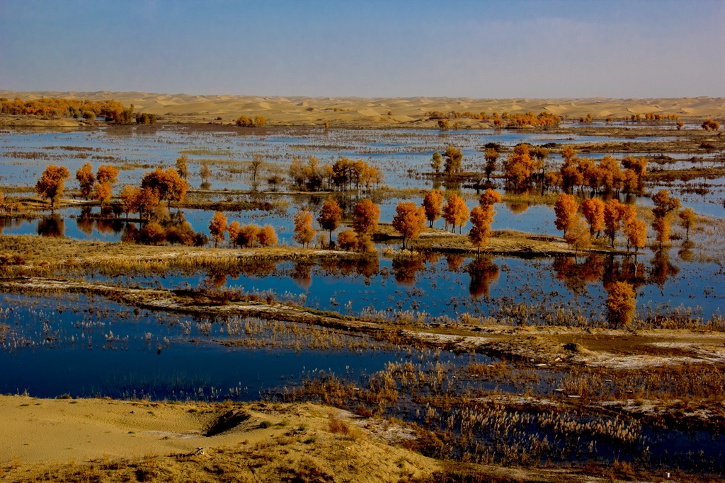胡杨林图片，入秋后的内蒙古额济纳旗胡杨林风景图片