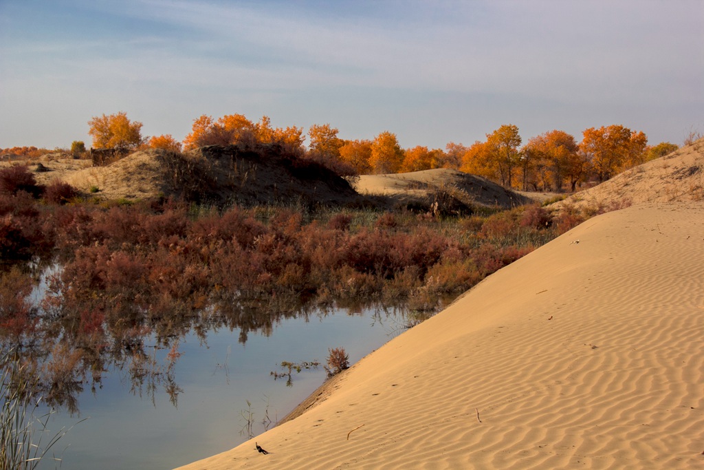 胡杨林图片，入秋后的内蒙古额济纳旗胡杨林风景图片