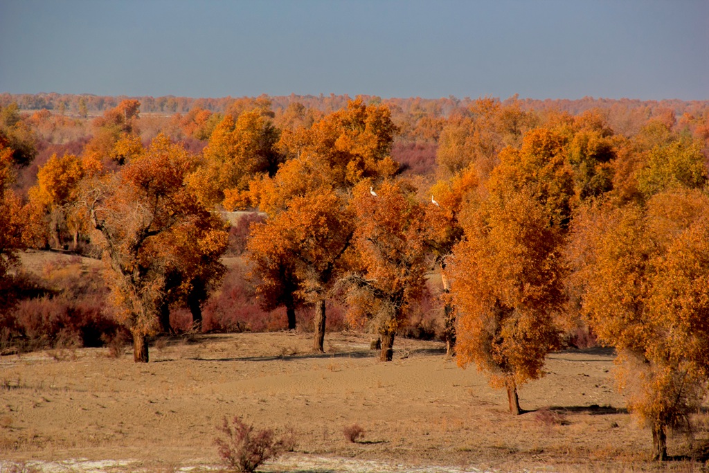 胡杨林图片，入秋后的内蒙古额济纳旗胡杨林风景图片