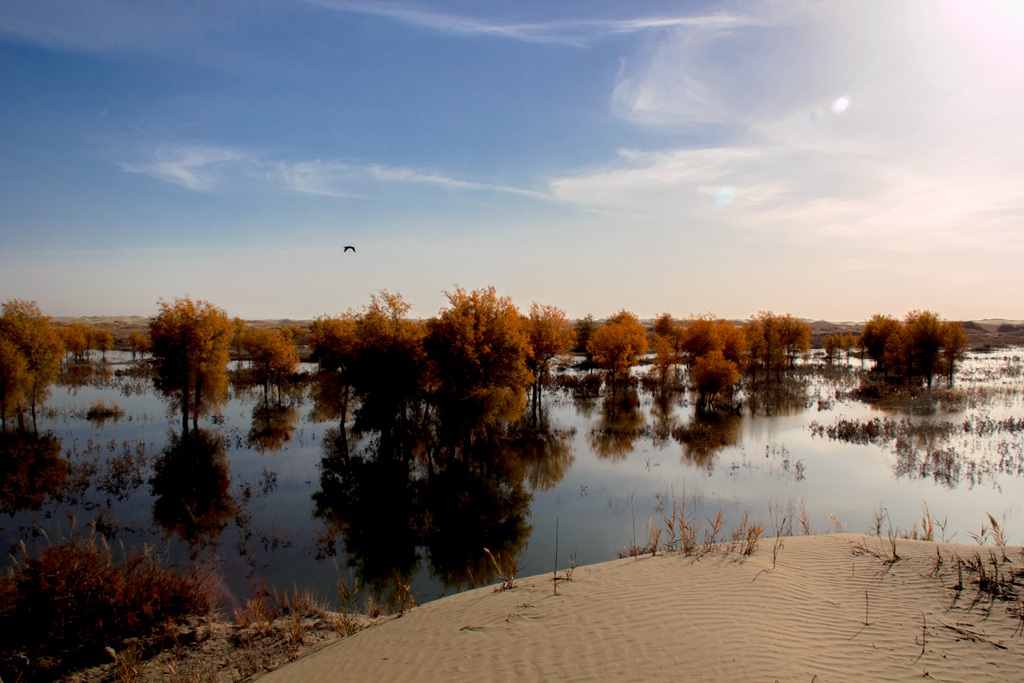 胡杨林图片，入秋后的内蒙古额济纳旗胡杨林风景图片
