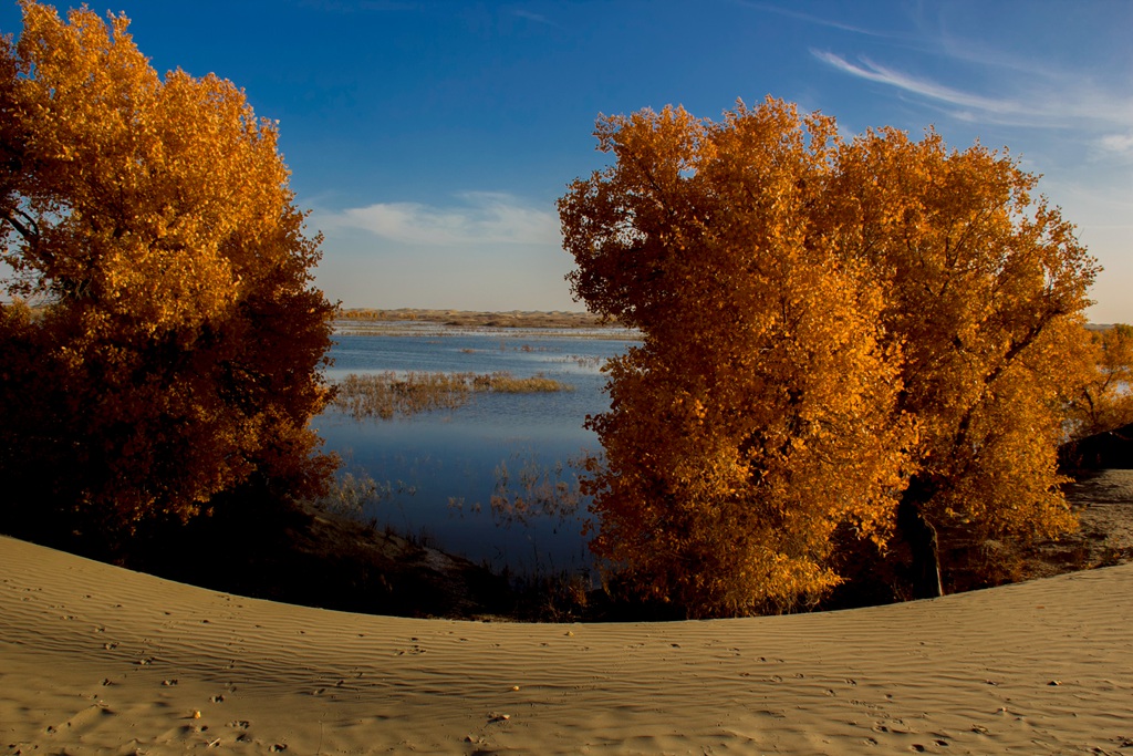 胡杨林图片，入秋后的内蒙古额济纳旗胡杨林风景图片