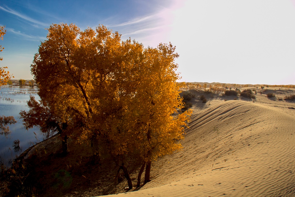 胡杨林图片，入秋后的内蒙古额济纳旗胡杨林风景图片