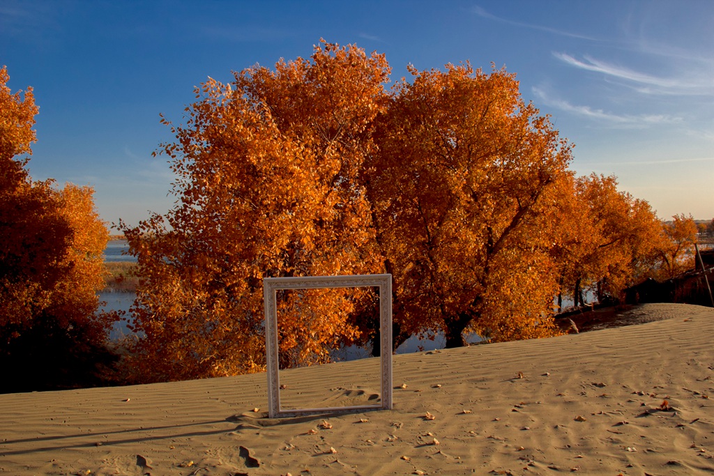 胡杨林图片，入秋后的内蒙古额济纳旗胡杨林风景图片