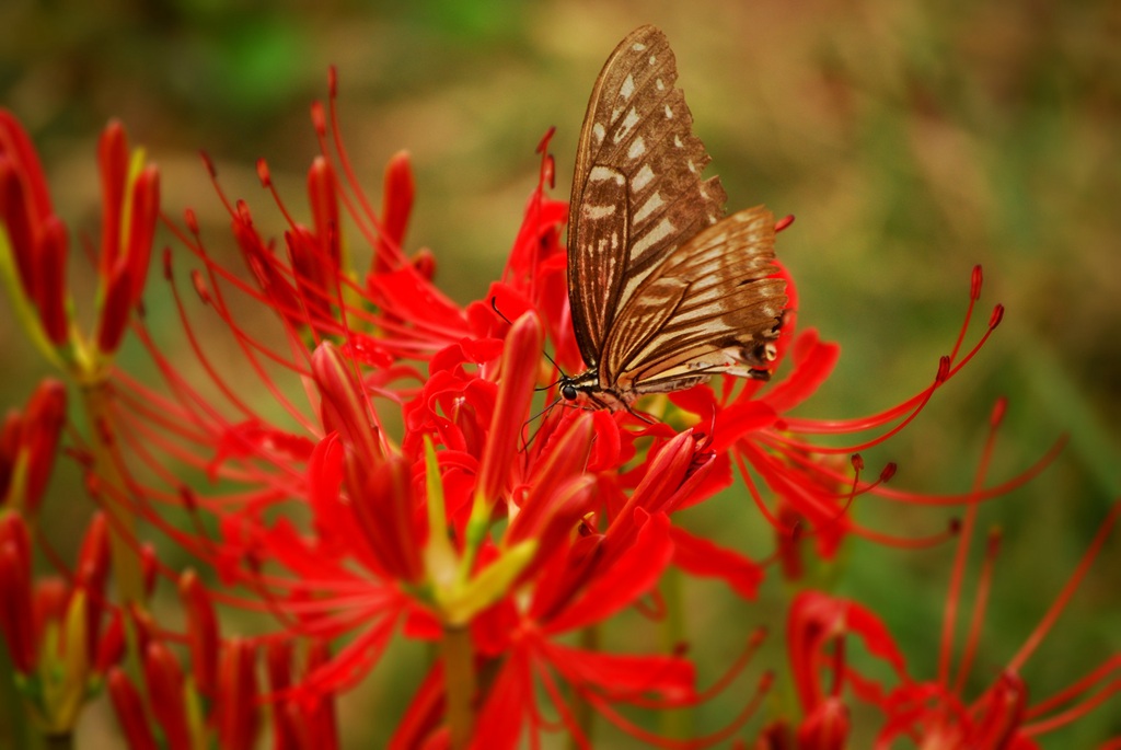 曼珠沙华，让人心醉的红色曼珠沙华（彼岸花）高清图片