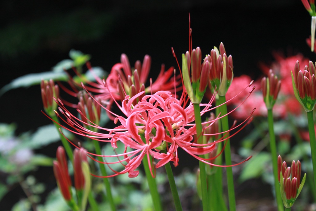 曼珠沙华，让人心醉的红色曼珠沙华（彼岸花）高清图片