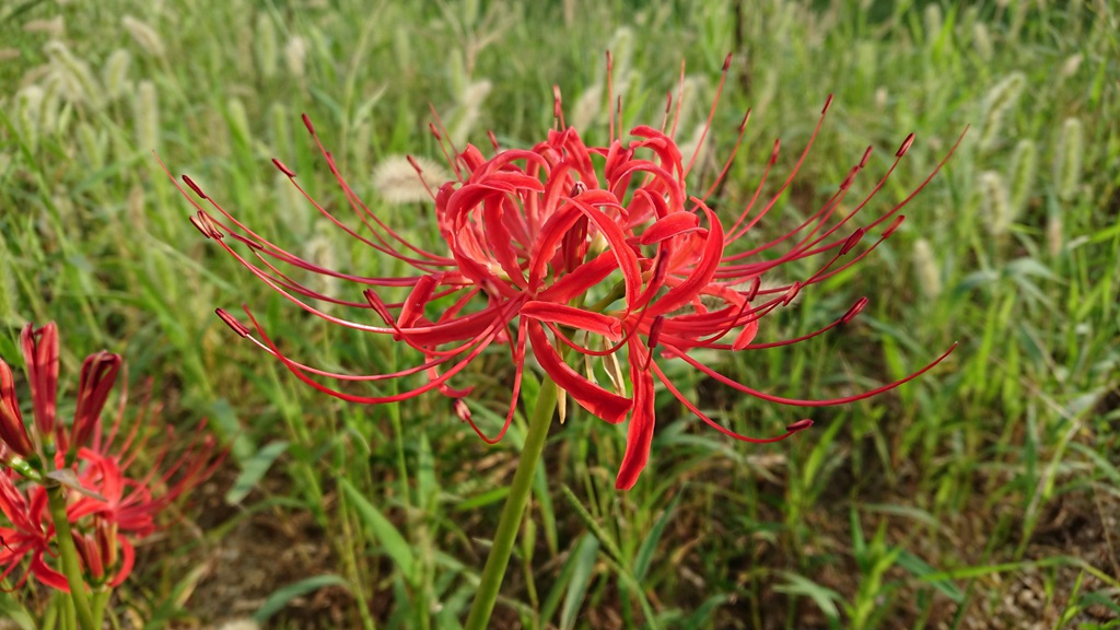 曼珠沙华，让人心醉的红色曼珠沙华（彼岸花）高清图片