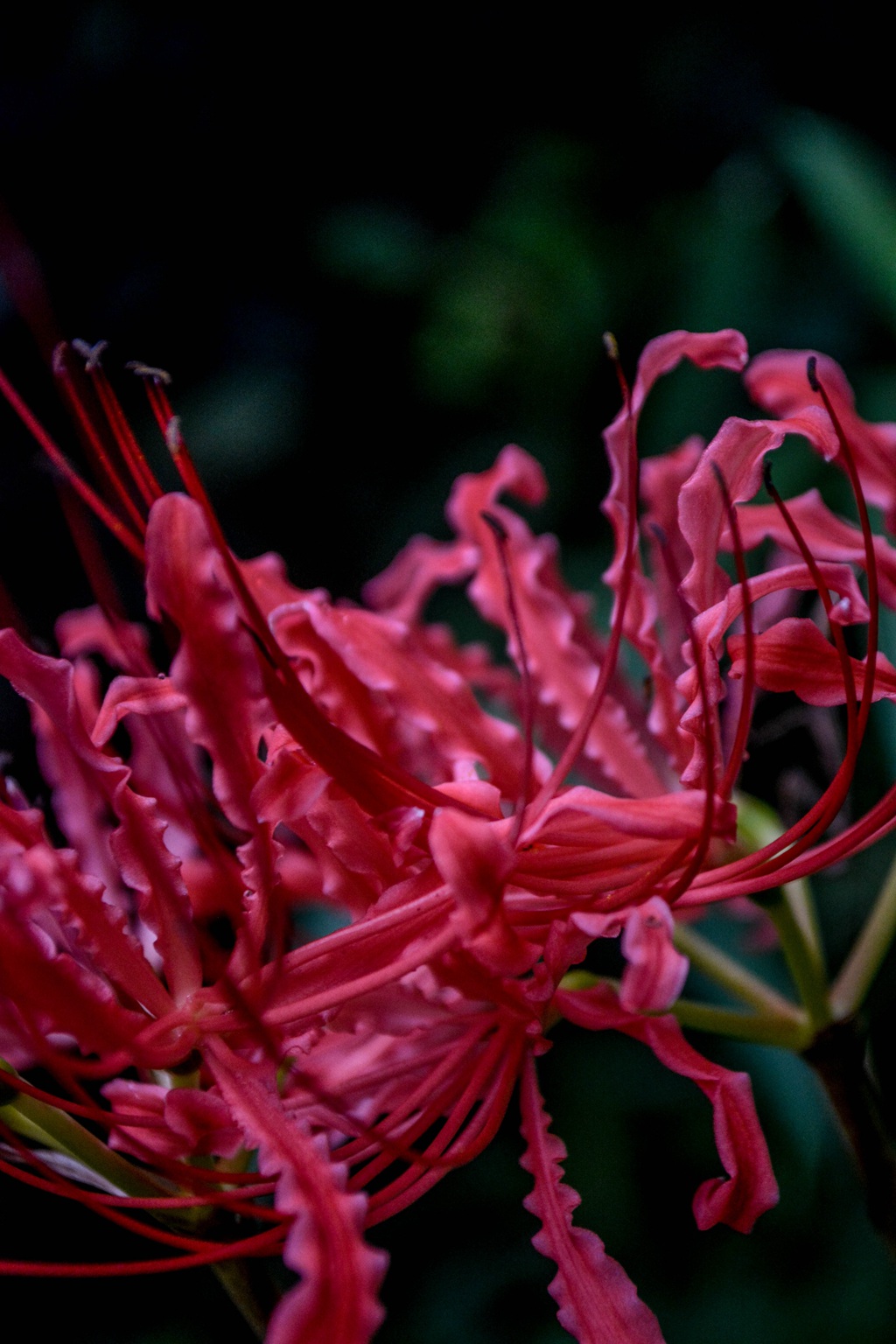 曼珠沙华，让人心醉的红色曼珠沙华（彼岸花）高清图片