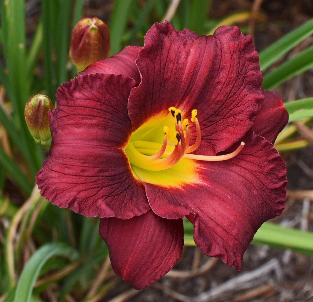 萱草（黄花菜）花朵图片