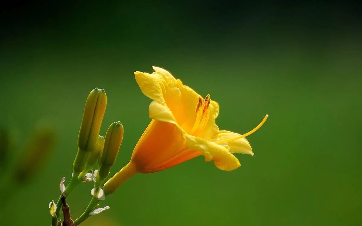 萱草（黄花菜）花朵图片
