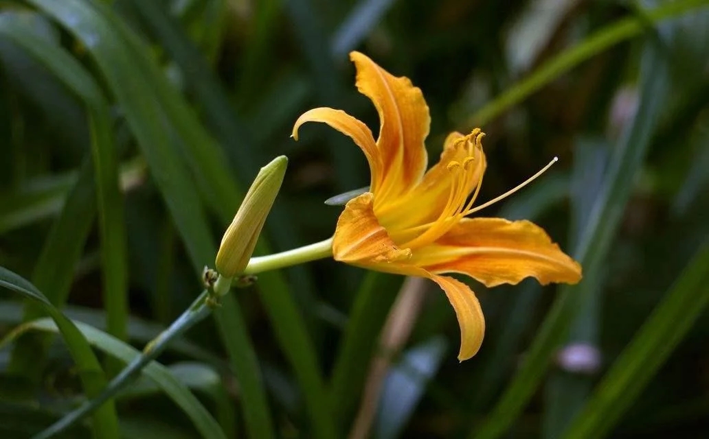 萱草（黄花菜）花朵图片