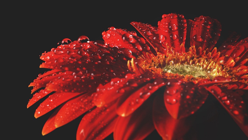 迎着朝阳怒放的美丽太阳花图片