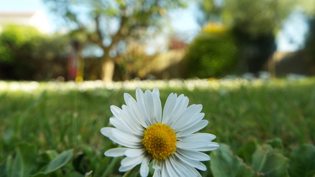 迎着朝阳怒放的美丽太阳花图片