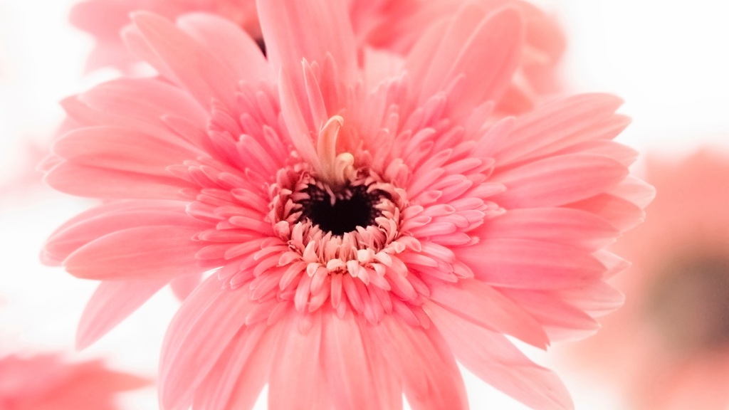 迎着朝阳怒放的美丽太阳花图片