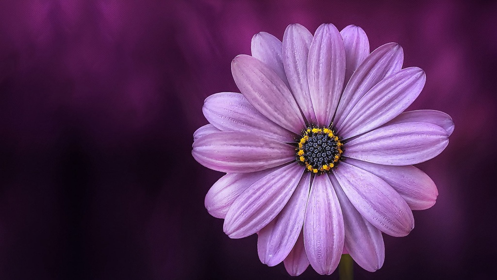 迎着朝阳怒放的美丽太阳花图片