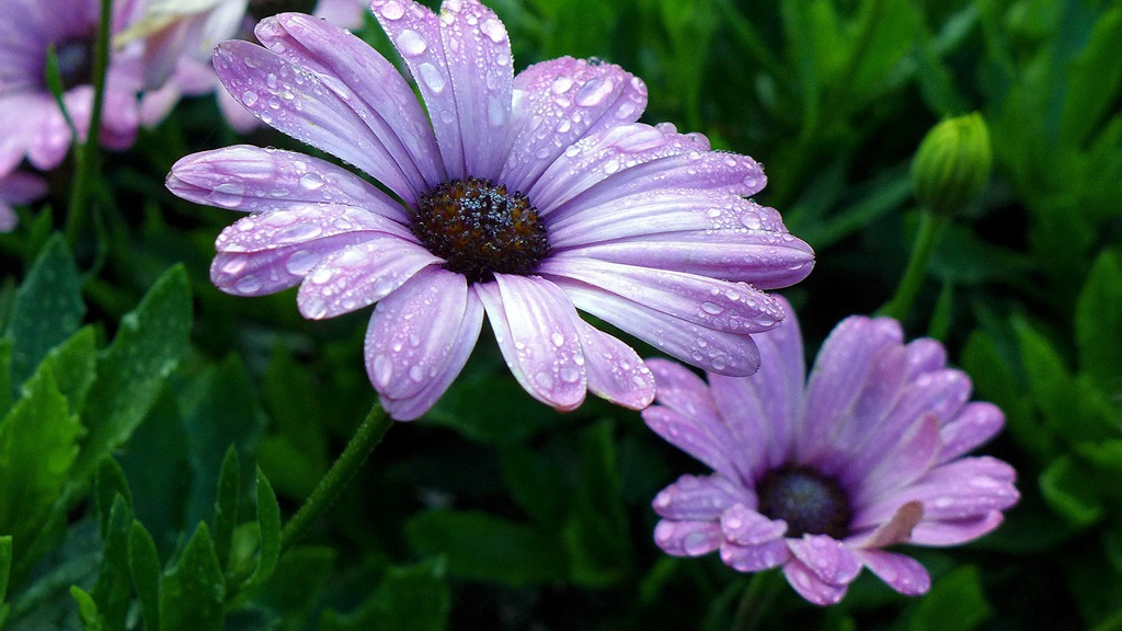 迎着朝阳怒放的美丽太阳花图片