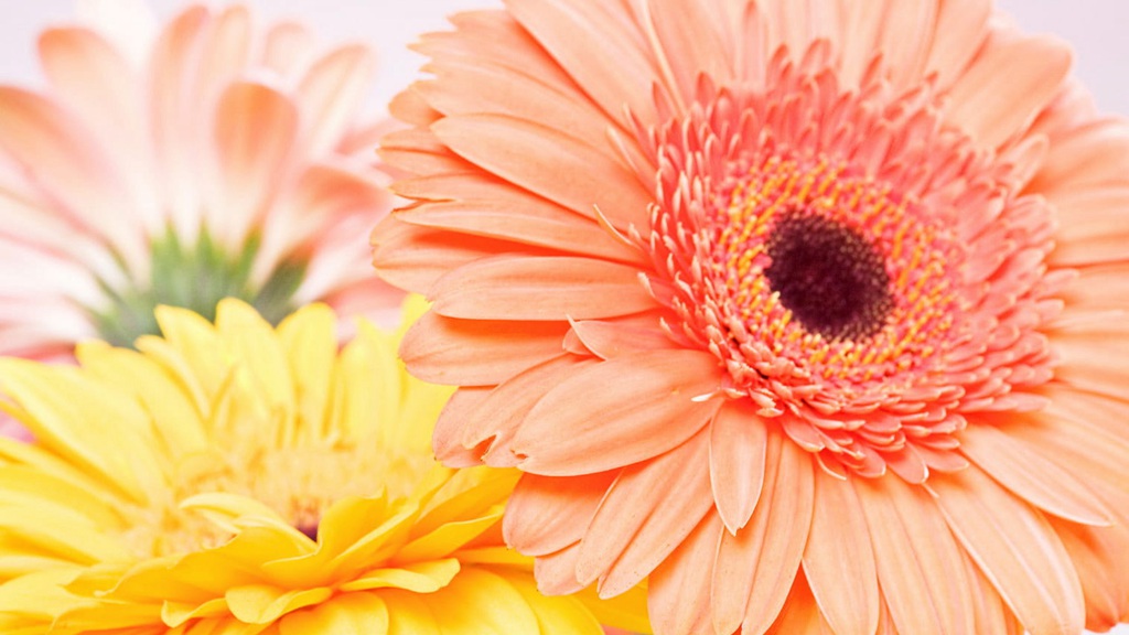 迎着朝阳怒放的美丽太阳花图片