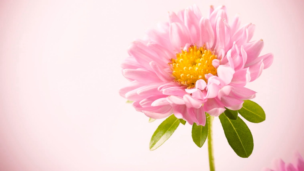 迎着朝阳怒放的美丽太阳花图片