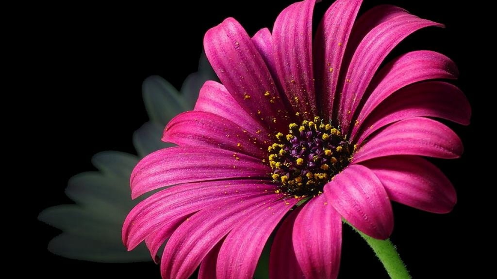 迎着朝阳怒放的美丽太阳花图片