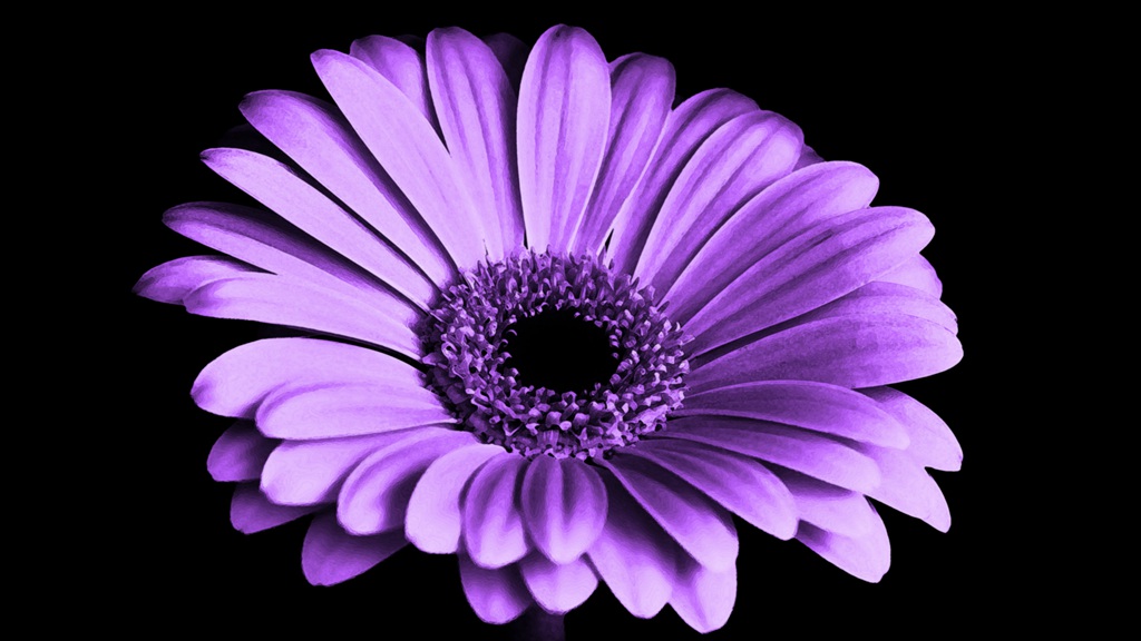 迎着朝阳怒放的美丽太阳花图片