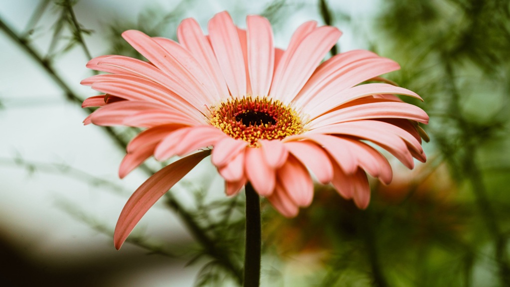 迎着朝阳怒放的美丽太阳花图片