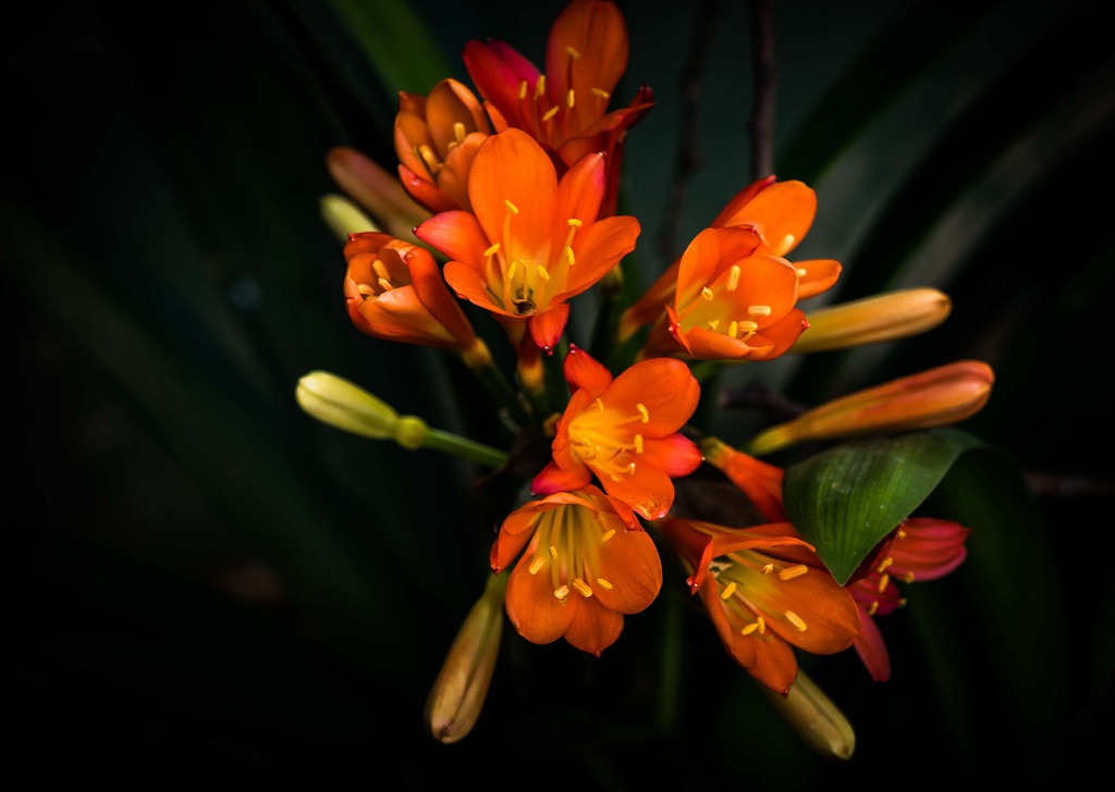 花中君子，橙中带黄的著名观赏花卉君子兰微距高清美图