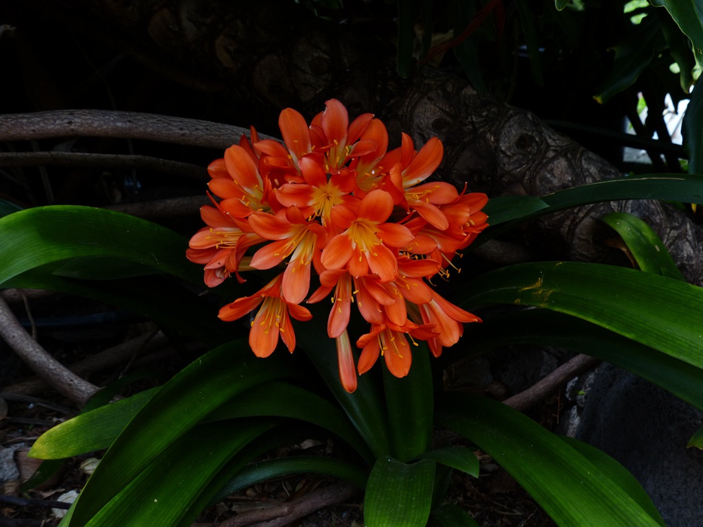 花中君子，橙中带黄的著名观赏花卉君子兰微距高清美图