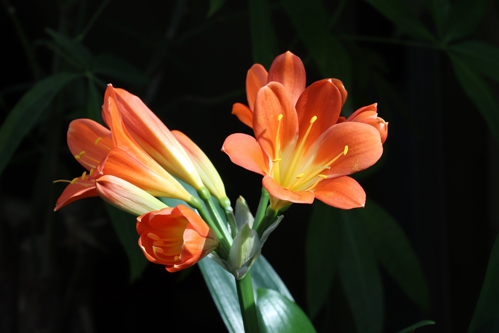花中君子，橙中带黄的著名观赏花卉君子兰微距高清美图