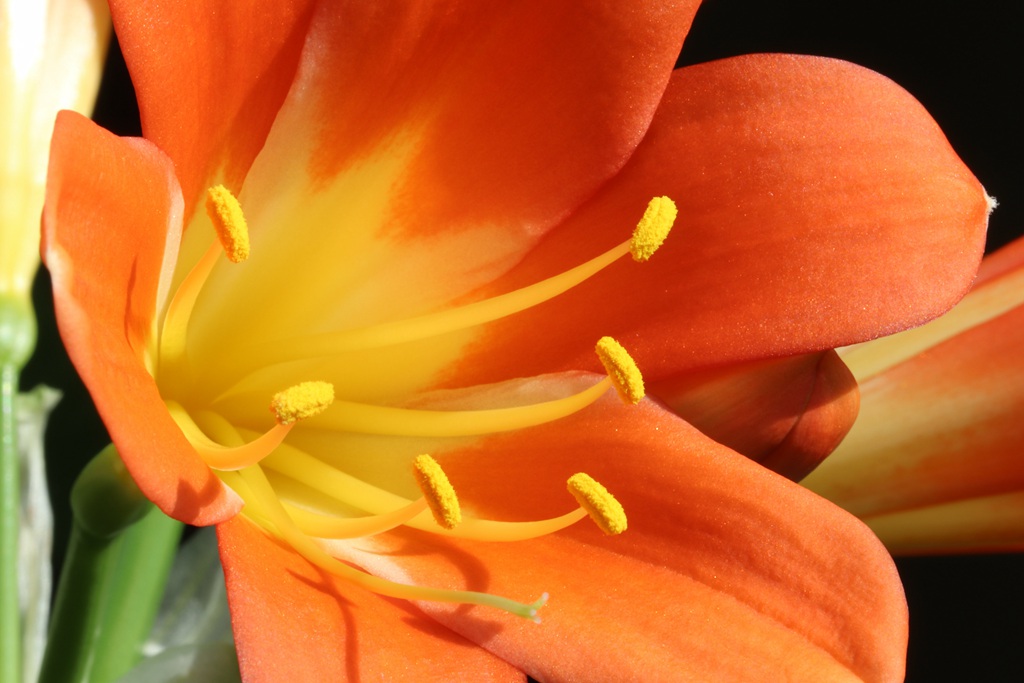 花中君子，橙中带黄的著名观赏花卉君子兰微距高清美图
